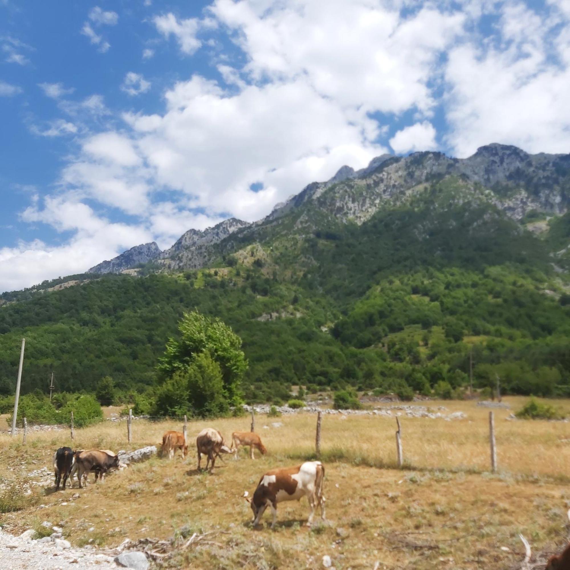 Private Boge Albania *